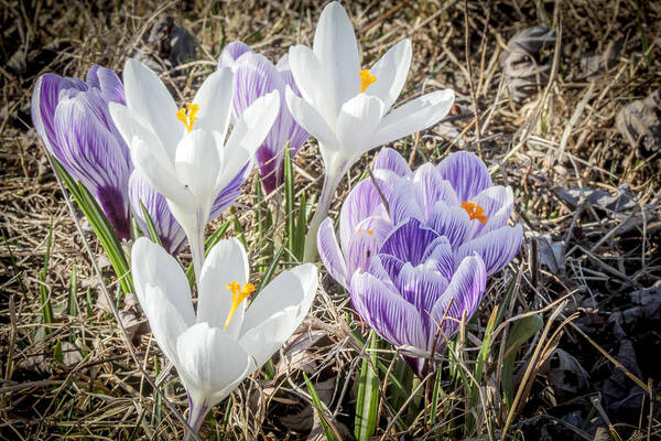 Spring Poster featuring the photograph Crocus In The Nature by Nick Mares