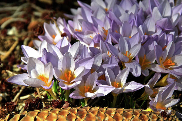 Crocuses Flowers Poster featuring the photograph Crocuses Serenade by Ed Riche