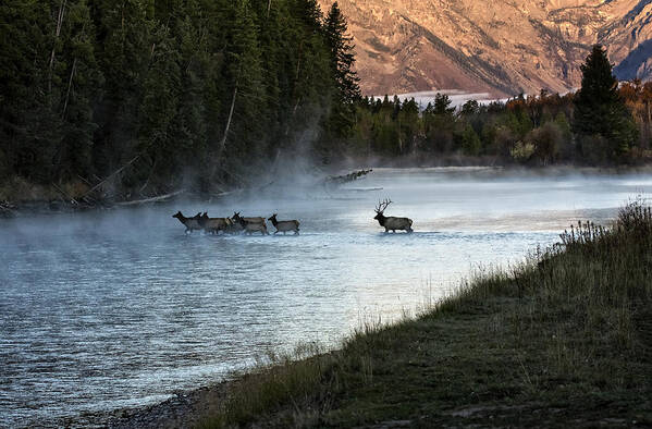 Elk Poster featuring the photograph Crossing the River by Scott Read