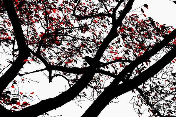 Crow Poster featuring the photograph Crow and Tree in Black White and Red by Dean Harte