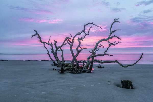 Jekyll Island Poster featuring the photograph Crown of Thorns by Jon Glaser
