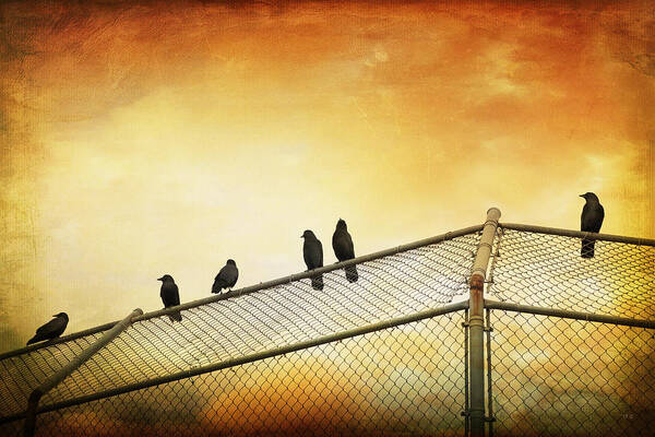 Theresa Tahara Poster featuring the photograph Crows On The Backstop by Theresa Tahara