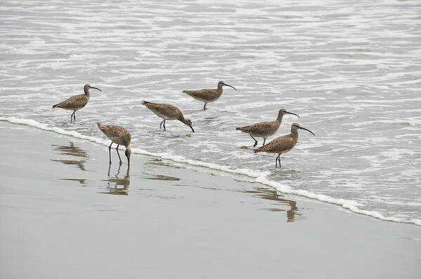 Birds Poster featuring the photograph Curlews at the Beach by Erik Burg