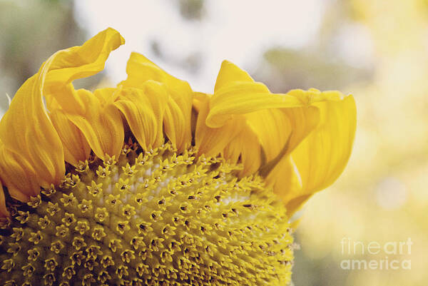 Delicate Poster featuring the photograph Curling petals on sunflower by Cindy Garber Iverson