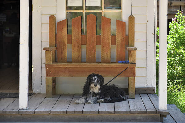 Dog Poster featuring the photograph Custer Porch Puppy 2 by Richard J Cassato