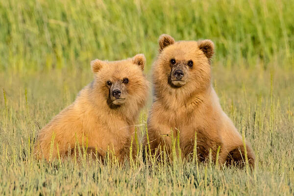 Alaska Poster featuring the photograph Cuteness Squared by Jack Bell