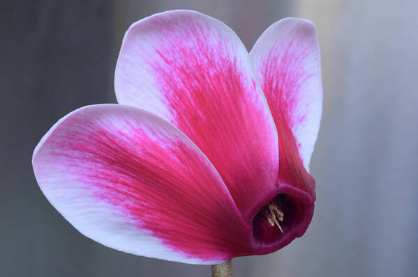 Cyclamen Poster featuring the photograph Cyclamen Portrait. by Terence Davis