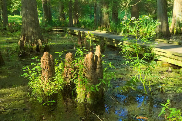 Tree Poster featuring the photograph Cypress Swamp 2 by Amanda Jones
