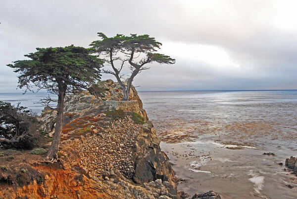 Cypress Poster featuring the photograph Cypress Tree At Pebble Beach by Gary Beeler