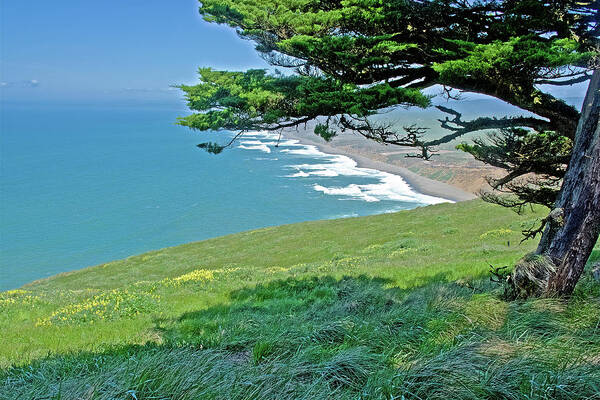 Cypress Tree At Point Reyes At Point Reyes National Seashore Poster featuring the photograph Cypress Tree at Point Reyes National Seashore, California by Ruth Hager