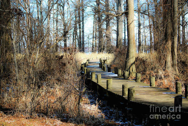 Reelfoot Lake Poster featuring the photograph Cyprus Pier Reelfoot Lake by Veronica Batterson