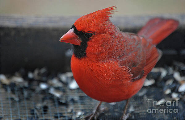 Nature Poster featuring the photograph Daddy Cardinal by Skip Willits