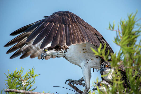 Nature Poster featuring the photograph Daddy Osprey on Guard by Donald Brown