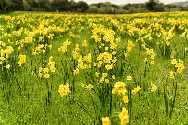 Nature Poster featuring the photograph Daffodil Delight by Weir Here And There