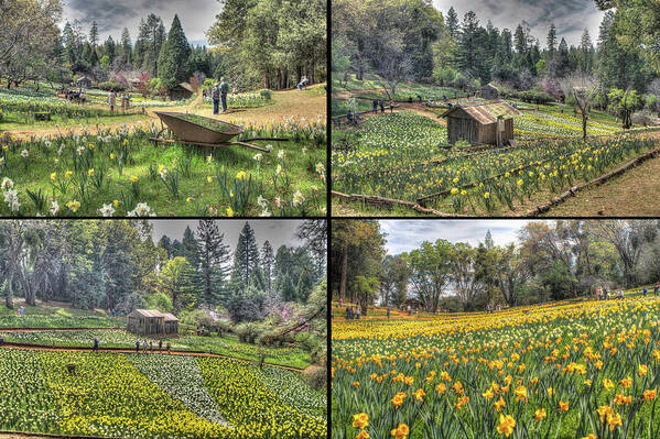 Amador Poster featuring the photograph Daffodil Hill Panel 2x2 by SC Heffner