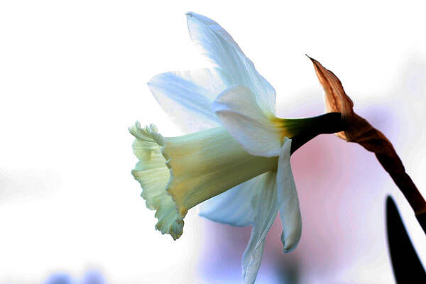 White Poster featuring the photograph Daffy by Doug Norkum