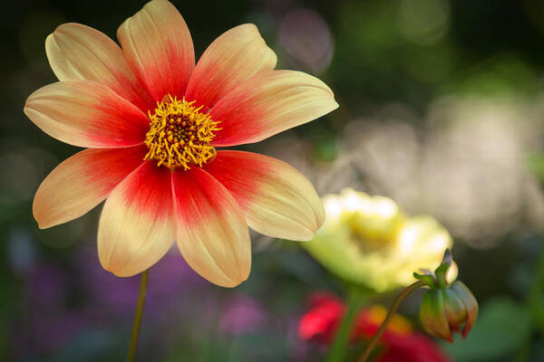 Dahlia Poster featuring the photograph Dahlia Moonfire by Susan Rissi Tregoning