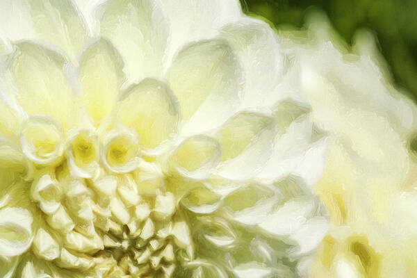 Dahlia Poster featuring the photograph Dahlia Study 4 Painterly by Scott Campbell