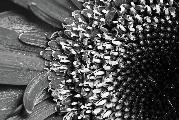 Daisy Poster featuring the photograph Daisy Art by Tammy Ray