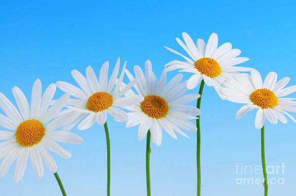 Daisy Poster featuring the photograph Daisy flowers on blue by Elena Elisseeva