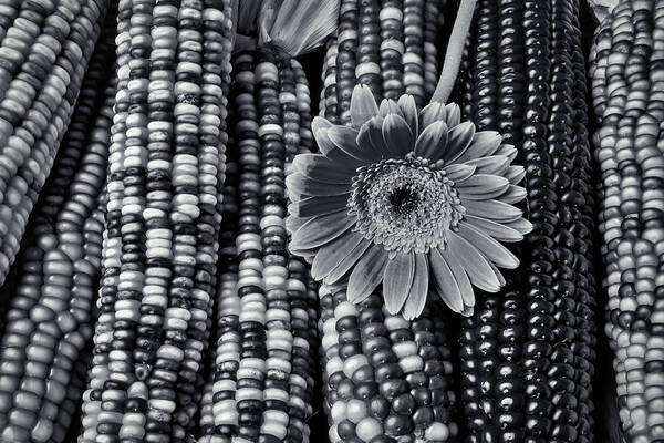 Gerbera Poster featuring the photograph Daisy On Indian Corn Black And White by Garry Gay