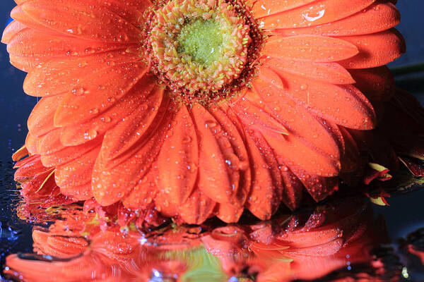 Gerbera Daisy Poster featuring the photograph Daisy Petals and Reflections by Angela Murdock