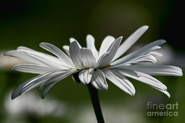 Flower Poster featuring the photograph Daisy by Teresa Zieba