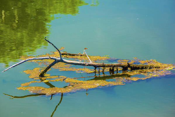 Barr Lake Poster featuring the photograph Damselfly on a Branch On A Lake by Tom Potter