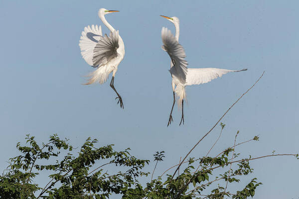 Great Egrets Poster featuring the photograph Dancing Egrets 2017-1 by Thomas Young