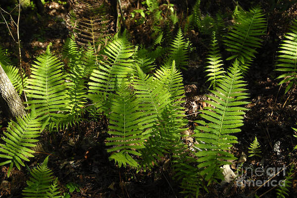 Ferns Poster featuring the photograph Dancing Ferns by David Lee Thompson