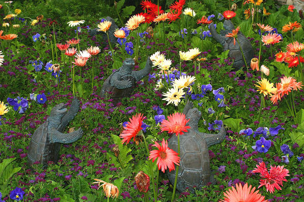 Turtles Statute Flowers Plants Joyous Daisy Gerber Daisy Green Photography Photograph Art Digital Poster featuring the photograph Dancing Turtles by Shari Jardina