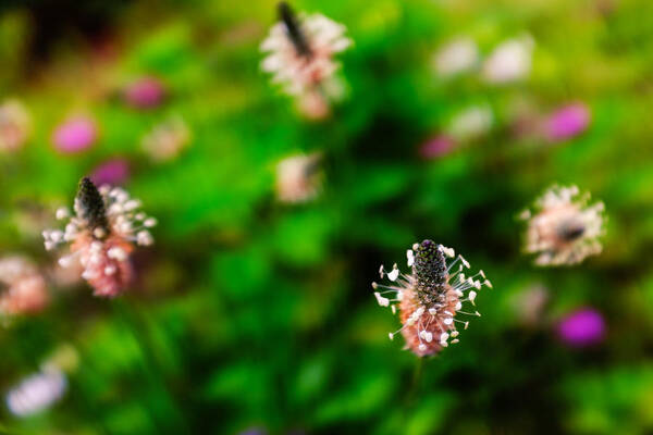 English Plantain Poster featuring the photograph Dancing wildflowers by Chris Bordeleau