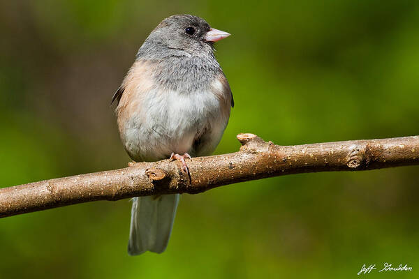 Adult Poster featuring the photograph Dark Eyed Junco Perched on a Branch by Jeff Goulden