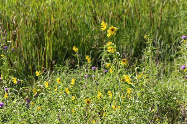 Sunflowers Poster featuring the photograph DDP DJD Sunflowers 2619 by David Drew