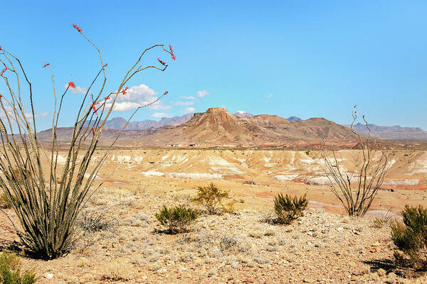 Big Bend National Park Poster featuring the photograph Dead Sticks Bloom by Sylvia J Zarco