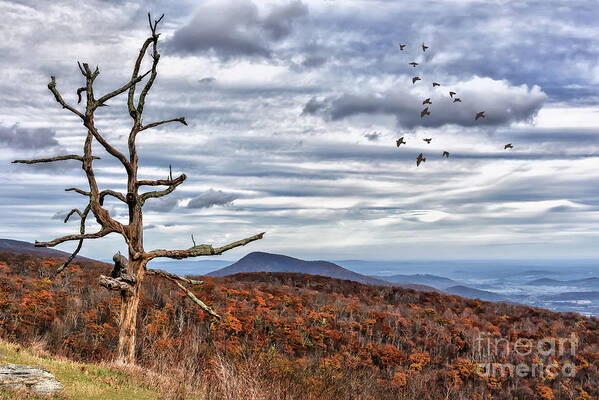 Skyline Drive Poster featuring the photograph Dead Tree At Skyline Drive by Lois Bryan