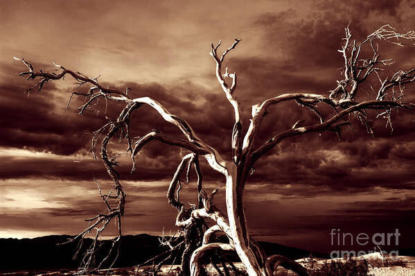 Death Valley Poster featuring the photograph Dead tree in Death Valley 11 by Micah May