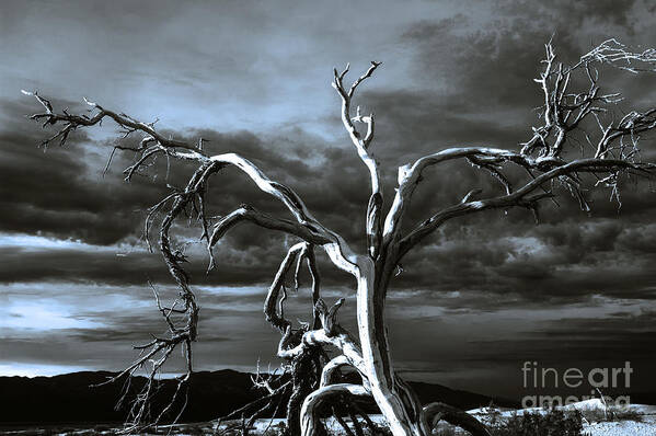 Death Valley Poster featuring the photograph Dead tree in Death Valley 9 by Micah May