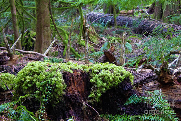 Cathedral Grove Poster featuring the photograph Decomposers by Donna L Munro