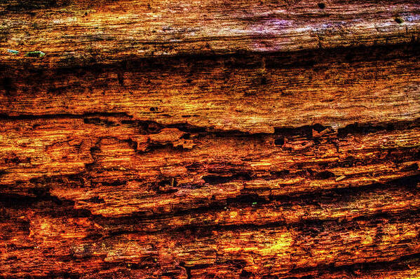 Illinois Poster featuring the photograph Decomposing Fallen Tree Trunk Detail by Roger Passman