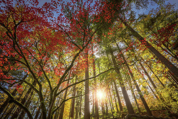 Oregon Poster featuring the photograph Decorated by Japanese maple by William Lee