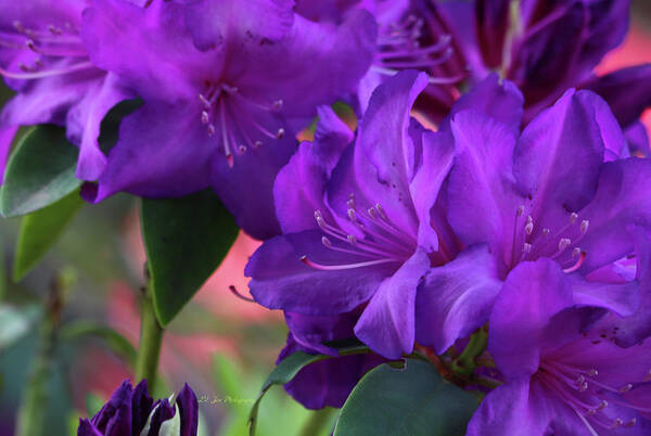 Purple Rhododendrons Poster featuring the photograph Deep Purple Rhododendrons by Jeanette C Landstrom