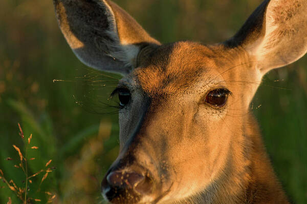 Landscape Poster featuring the photograph Deer Head Shot by Louis Dallara