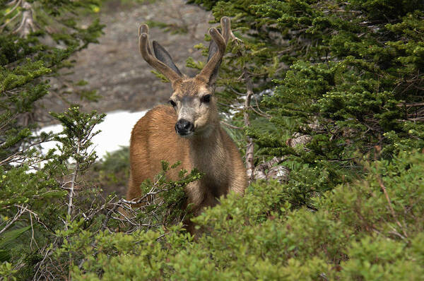 Deer Poster featuring the photograph Deer I by Keith Lovejoy