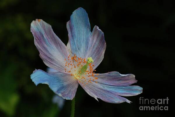 Flower Poster featuring the photograph Delicate Blue by Cindy Manero