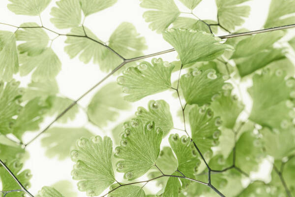 Leaves Poster featuring the photograph Delicate Fern Leaves by Sandra Foster