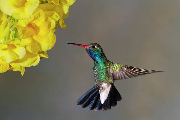 Hummingbird Poster featuring the photograph Delicate by Janet Fikar