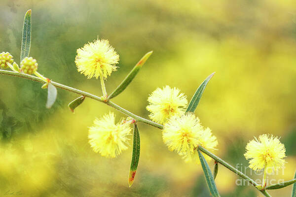 Wattle Poster featuring the photograph Delights of an Aussie Spring by Linda Lees