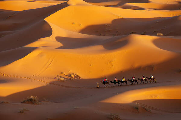Camel Caravan Poster featuring the photograph Desert and Caravan by Aivar Mikko