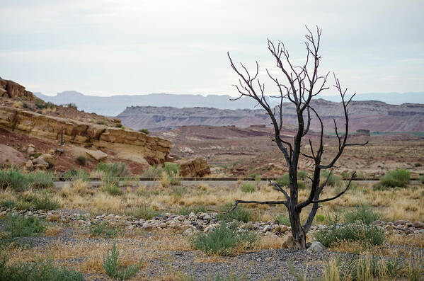 Utah Poster featuring the photograph Desert Colors by Margaret Pitcher